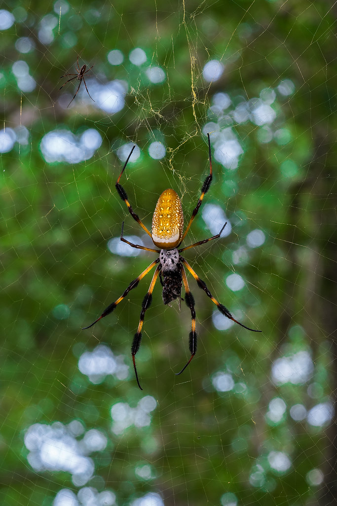 Female and male Golden silk orb-weaver spiders