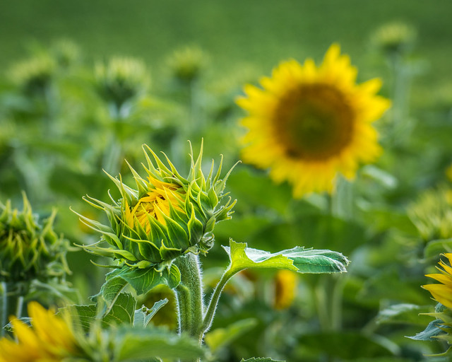Sunflower, Sunflowers, Yellow, Green, Macro