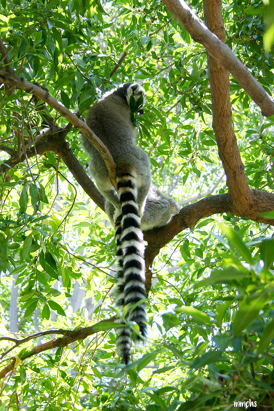 lemur de Madagascar
