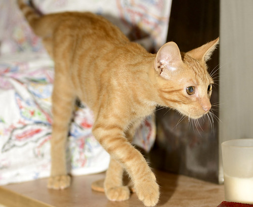 Rohit, gatito naranja cojito súper dulce y bueno esterilizado, nacido en Abril´18, en adopción. Valencia. ADOPTADO. 44466166831_a9582e8a6c