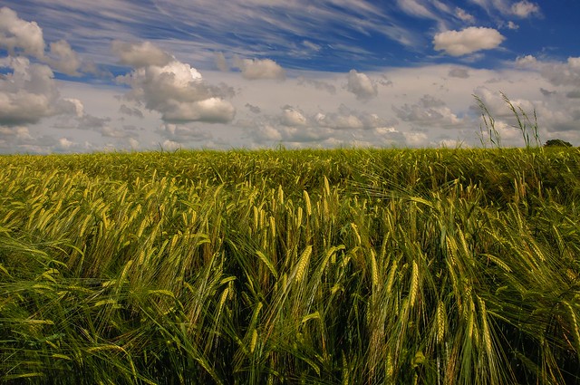 A barley field