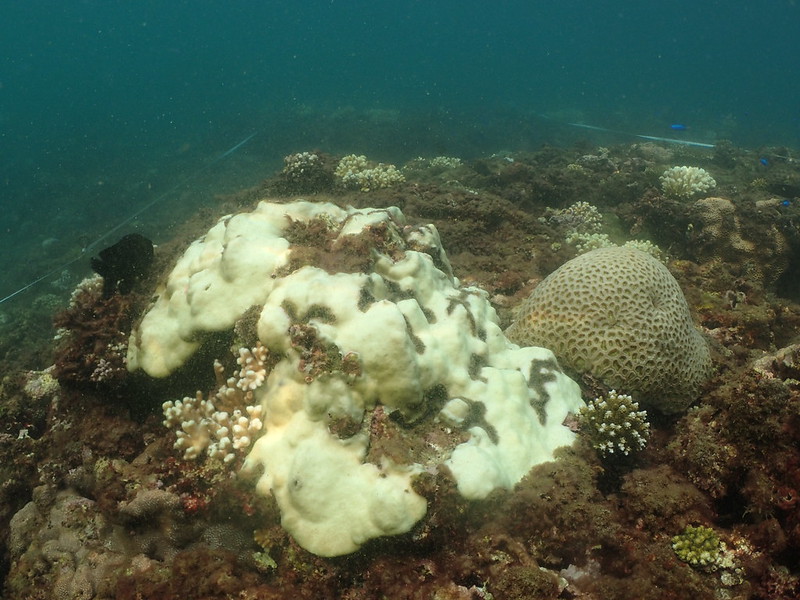白化的微孔珊瑚群體