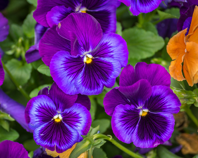 Pansy, Pansies, Flowers, Purple, Macro