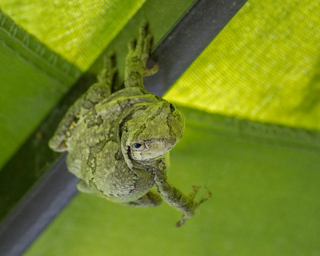 Frog, Tree Frog, Umbrella, Hanging, 