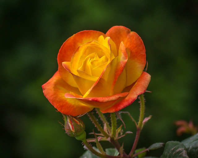 Rose, Flower, Garden