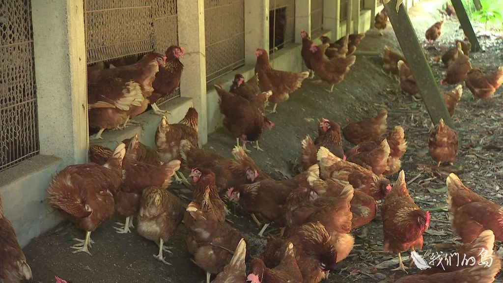 969-1-05s根據中興大學應用經濟系助理教授楊育誠表示，超過七成的消費者在購買雞蛋時會注意蛋雞是養在格子籠，或者是友善飼養。