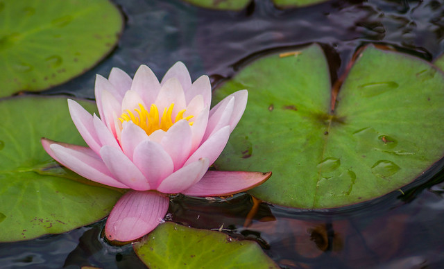 Water Lily, Lily Pad, Pink, Flower, Garden, Pond