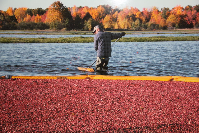 An employee using a mechanical rake to loosen the cranberries