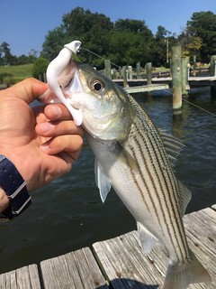 Man holding striped bass on a pier