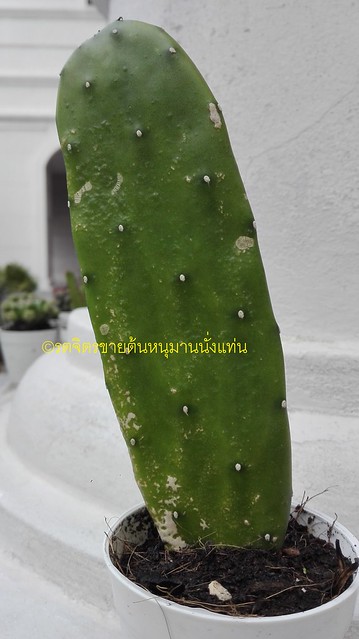 Scales insect on Opuntia Tuna Monstrusa