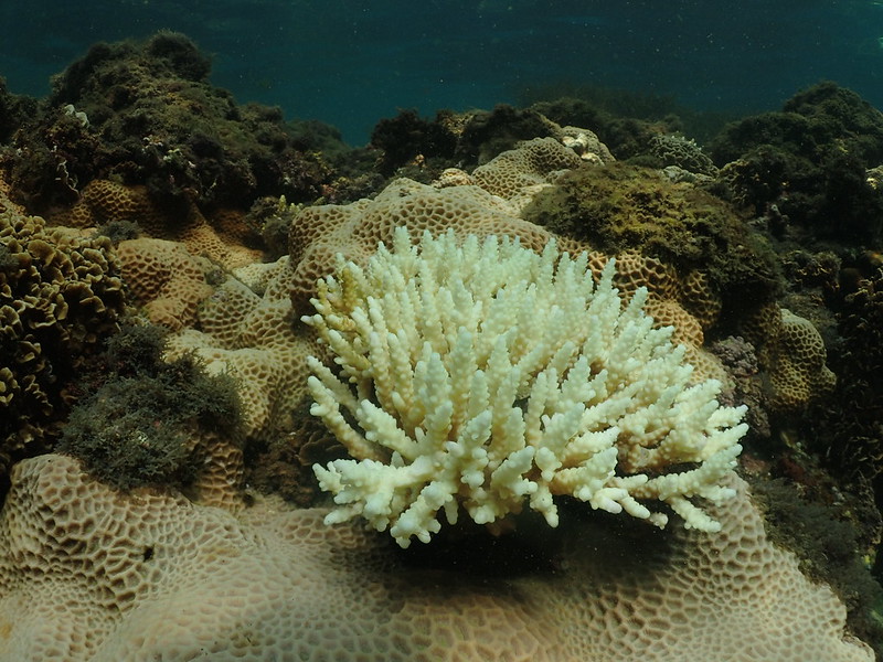 嚴重白化的叢狀軸孔珊瑚。陳昭倫提供。