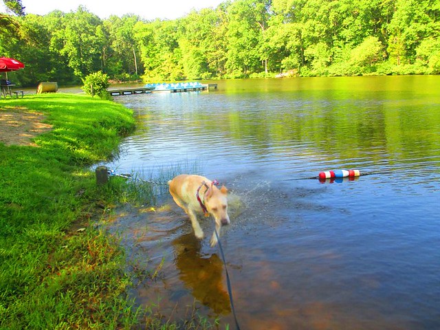 Ask a Ranger is there is a place for Fido to cool off at a Virginia State Park