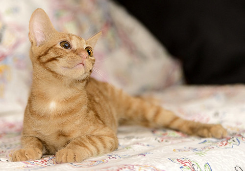 Rohit, gatito naranja cojito súper dulce y bueno esterilizado, nacido en Abril´18, en adopción. Valencia. ADOPTADO. 43556591895_53e7bc3446