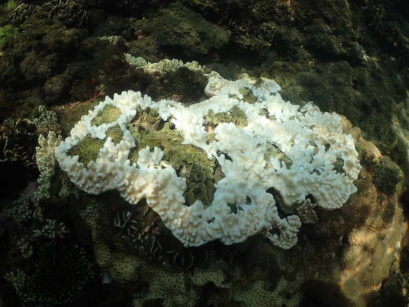 白化肉質軟珊瑚