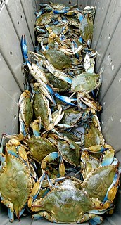 Photo of tub full of beautiful looking September crabs.