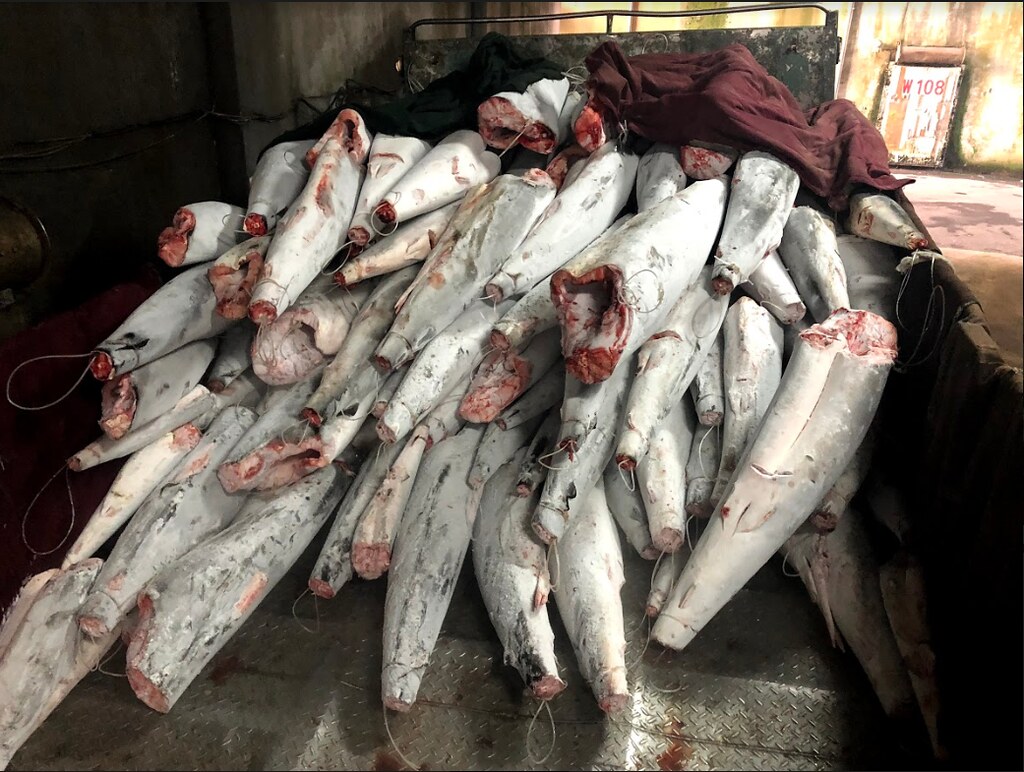 數十噸、不計其數的鐮狀真鯊因人類口腹之慾而不斷撈捕，圖為金昌６號船上查獲的屍身。圖片來源：漁業署