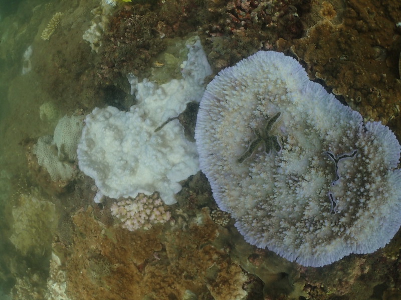 嚴重白化的平鋪狀軸孔珊瑚