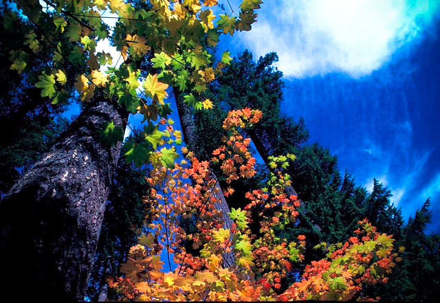 The Willamette National Forest's trees