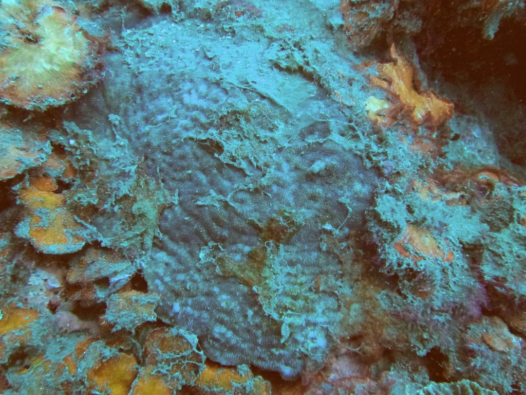 潮境珊瑚被泥沙覆蓋(林育朱攝)