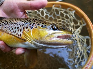 Close up of a brown trout in a net. 