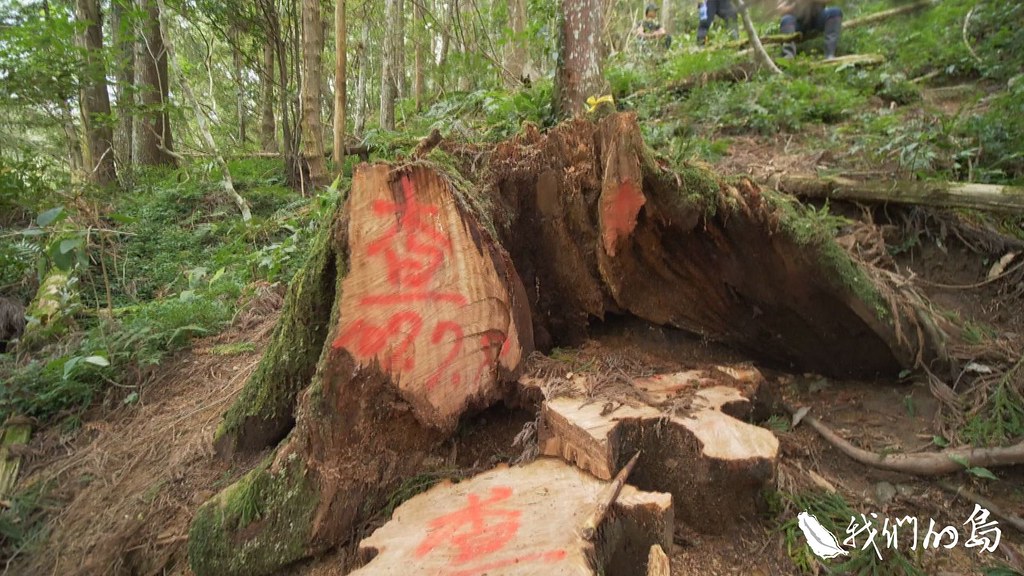 971-1-22台灣山林盜伐事件層出不窮。