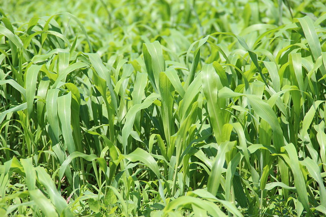Sudan grass