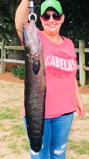 Photo of Woman holding snakehead fish
