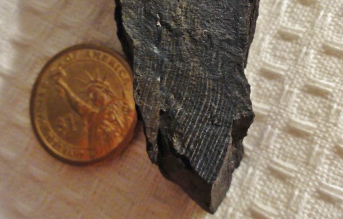 Image shows a wedge-shaped piece of permineralized charcoal. Growth rings are clearly visible.