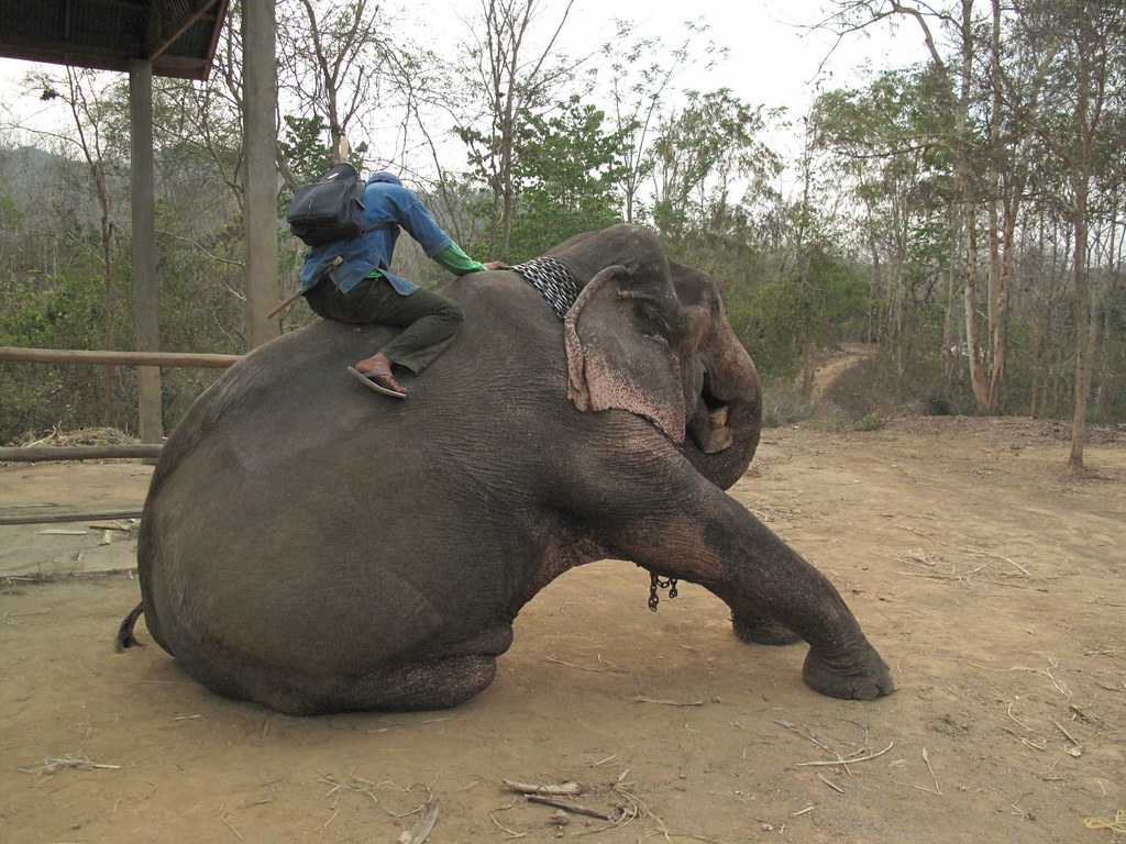 象伕（Mahouts）。Alice Chen(CC BY-NC-ND 2.0)