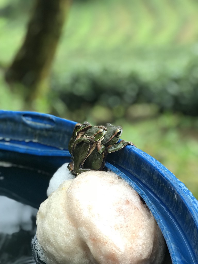 茶園間擺放的水桶壁上青蛙正在抱卵。攝影：攝影：吳文萱