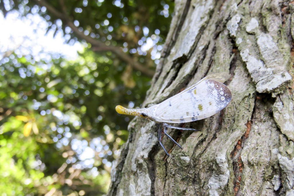 渡邊氏東方蠟蟬的外型與龍眼雞相當類似，過去曾被列為保育類動物。（Photo by E.Jones, CC-BY-SA-4.0）