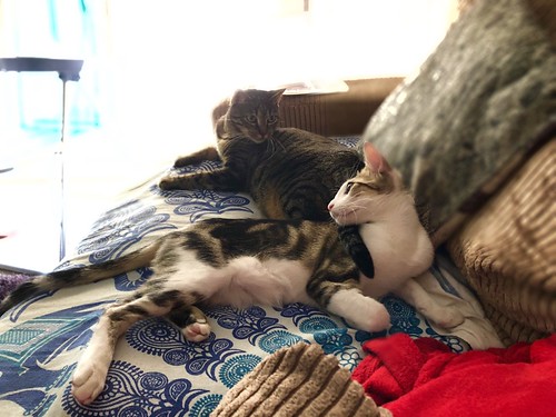 Sete, gatito blanquipardo guapo y activo nacido en Abril´18, en adopción. Valencia. ADOPTADO. 44060019354_568233e418