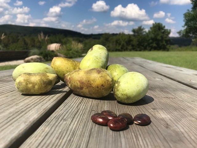 Ripe pawpaws look like this from James River State Park, Va