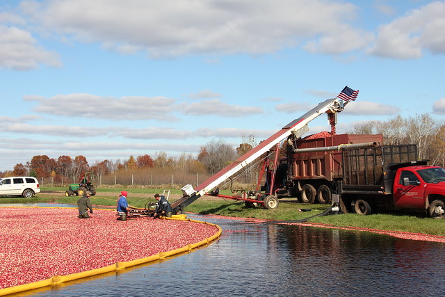 A cranberry bed at Glacial Lake Cranberries before harvest