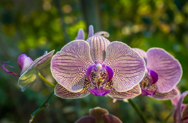 Orchids, Orchid, Purple, Flower, Floral, Tropical