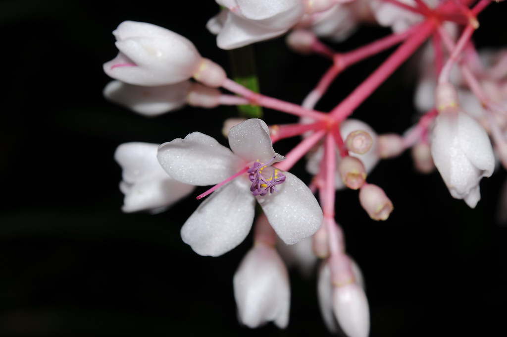 蘭嶼野牡丹藤盛開的花與紫色的花藥。圖片來源：王偉聿