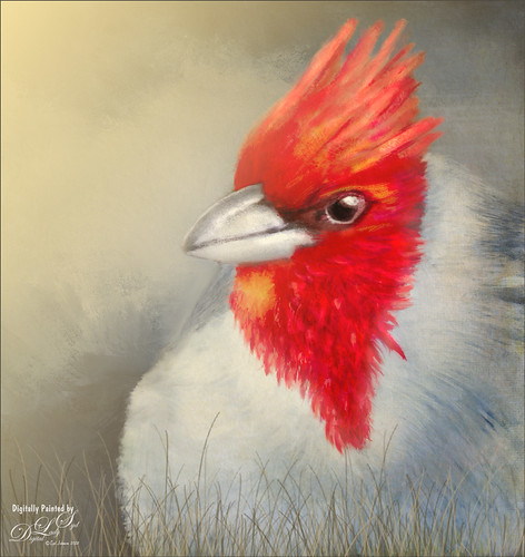 Painted image of a Red Crested Cardinal