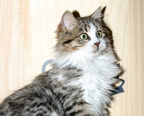 Potter, gato blanquipardo cruce con persa esterilizado, nacido en Julio´18, en adopción. Valencia. ADOPTADO. 46249804001_2cdbb559b6