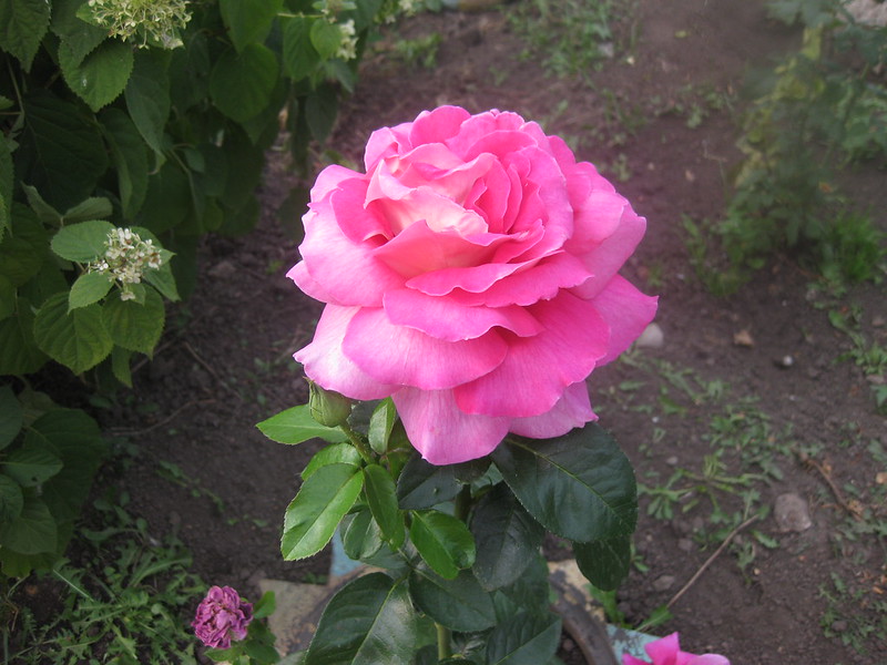 Цветок роза