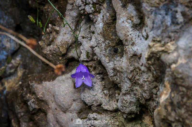 Flor de campanulácea en la Serra del Catllaràs