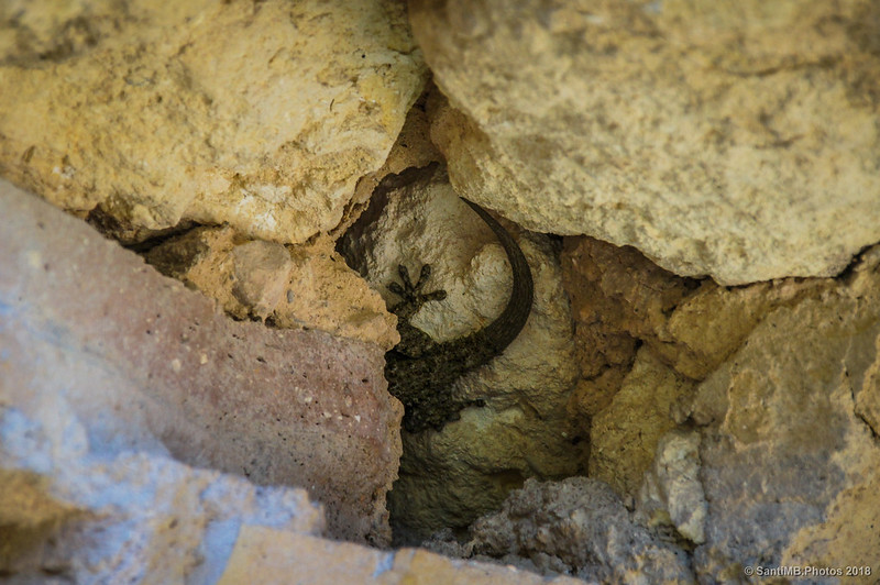 Salamanquesa en las ruinas del Forn de Calç de Can Castellví