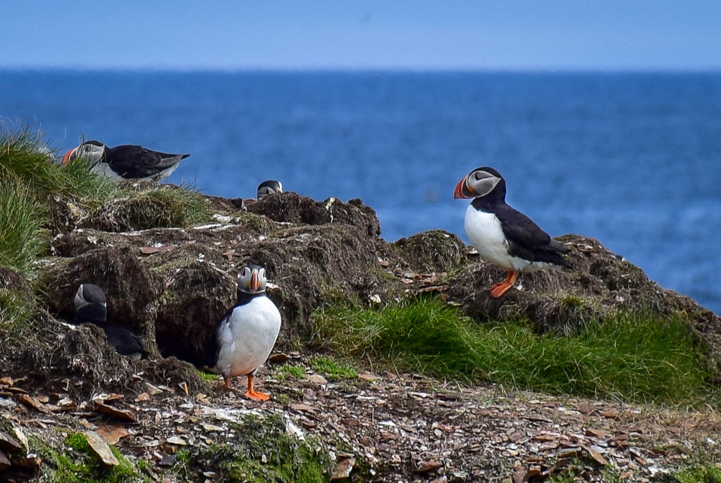 See puffins in Newfoundland