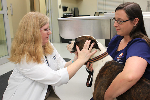 Dr. Amy Yanke performs an exam on Hardy, a 2.5-year-old boxer