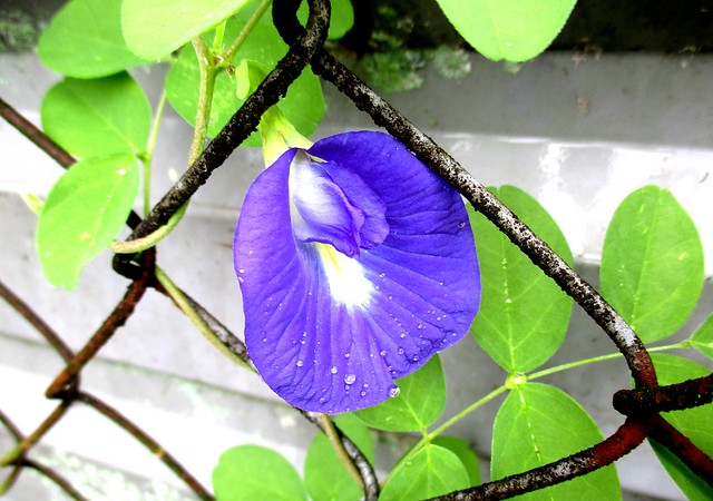 Butterfly pea flower 1st to bloom 3