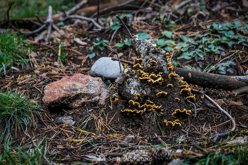 Hongos en una raíz muerta emergiendo del bosque