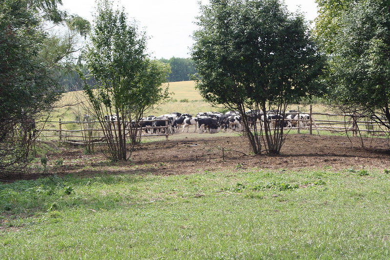 Коровы в загоне