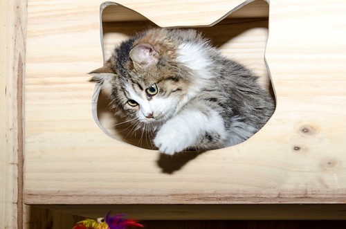Potter, gato blanquipardo cruce con persa esterilizado, nacido en Julio´18, en adopción. Valencia. ADOPTADO. 46199037932_da258604d1