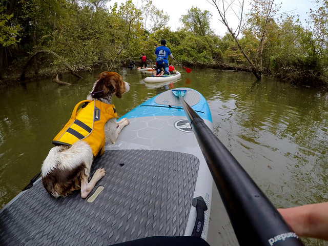 Paddleboarding with Dogs: Tips and Tricks for a Fun, Successful Paddle at Virginia State Parks
