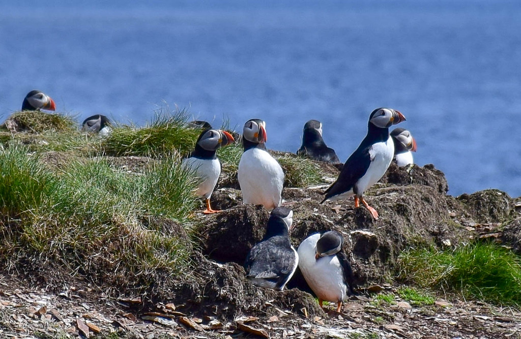 See puffins in Newfoundland