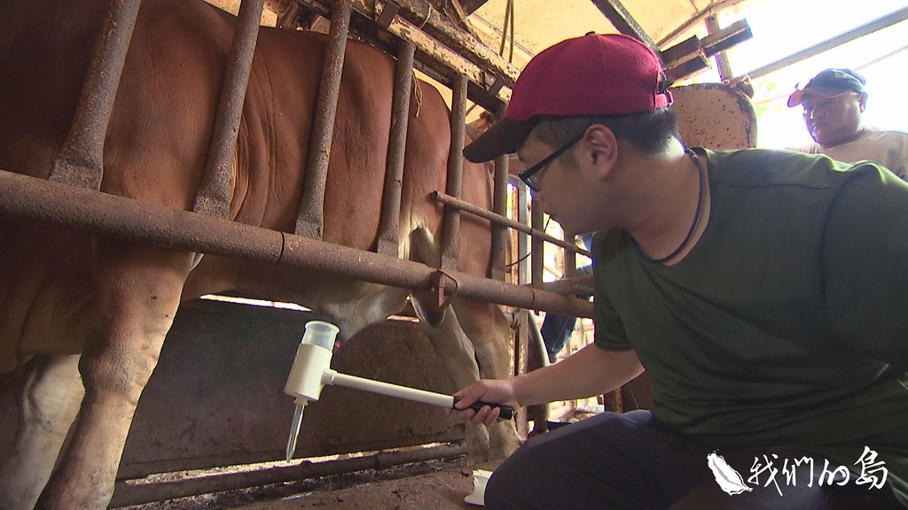 恆春分所內的技工把台灣黃牛的種公牛，從牛舍引導到作業欄，採集精液。